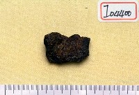 藏品(肱骨滑車)的圖片